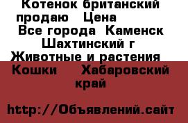 Котенок британский продаю › Цена ­ 3 000 - Все города, Каменск-Шахтинский г. Животные и растения » Кошки   . Хабаровский край